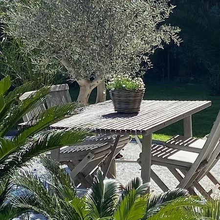 Un palmier à sa fenêtre-3