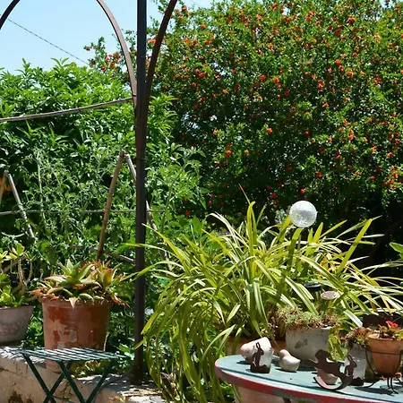 Les Passiflores-3